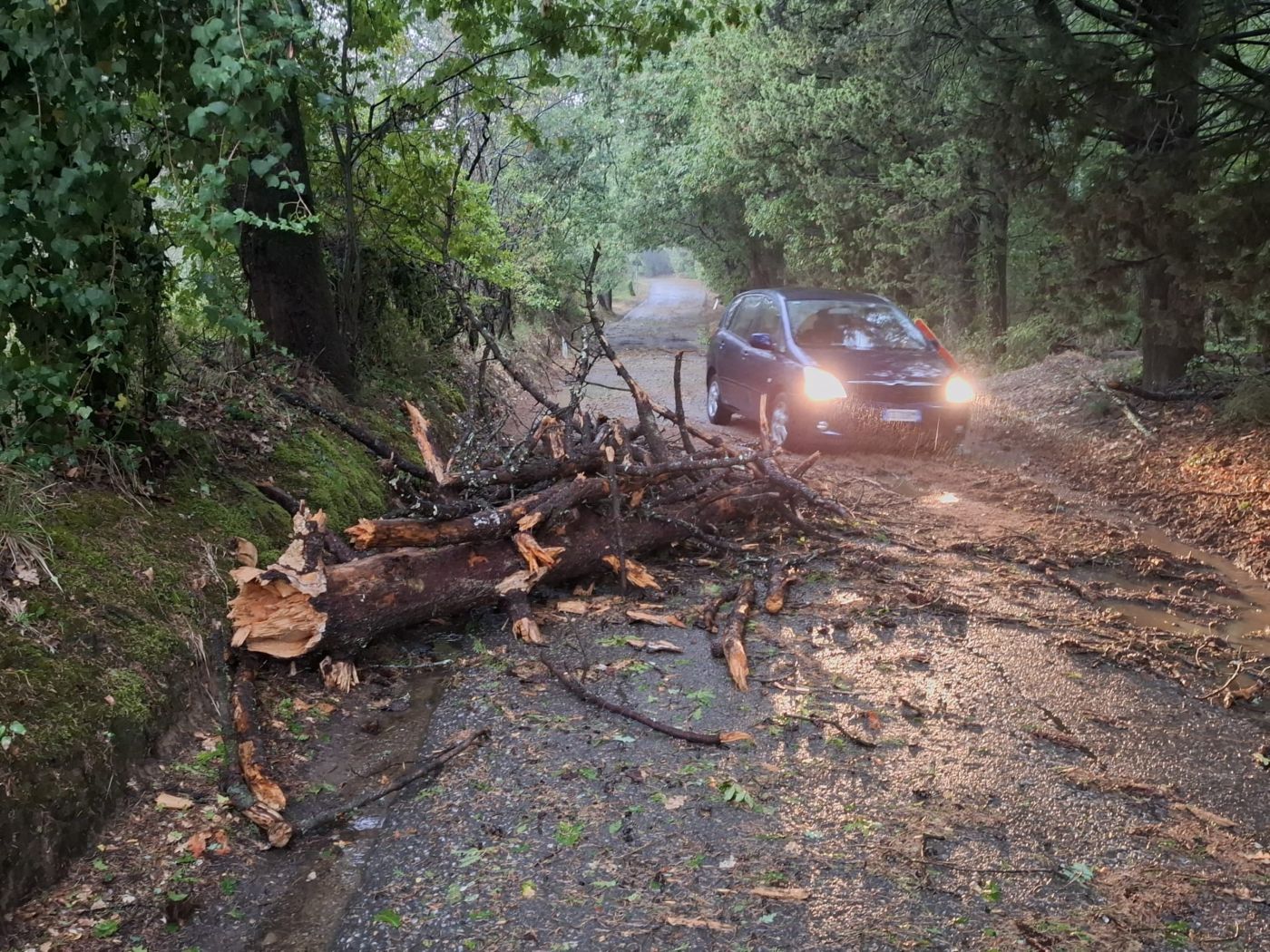 Alberi in città: tra emergenza meteo e difetti del passato, Ferrini spiega perché il rischio zero non esiste
